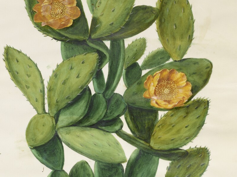 The Badminton Florilegium