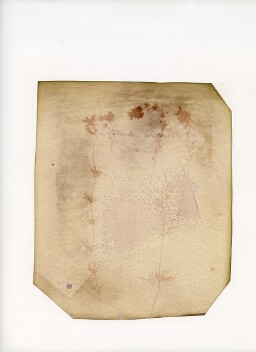 Digital surrogate of Salt print titled &#39;Veronica Austriaca Trieste&#39; by William Henry Fox Talbot